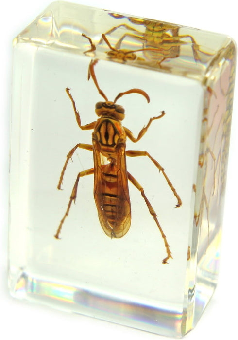 REALBUG Wasp Paperweight (1.8x1.1x0.8)