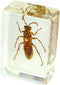 REALBUG Wasp Paperweight (1.8x1.1x0.8)