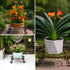2 Pack 12" Plant Stands, Heavy Duty Rustproof Metal Plant Holders for Indoor and Outdoor Use, Wrought Iron Round Flower