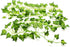 84Feet 12 Strands Hanging Vine Plants, Artificial Flowers Greenery Leaf Garland for Wedding Party Garden Decoration