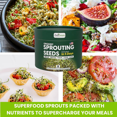 (0.5 lb) ZestiGreens Fresh Sprouting Seeds Mix Broccoli, Alfalfa, Radish, Clover Seeds in Food Grade Colorful Container