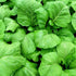 4000+ Florida Broadleaf Mustard Seeds for Planting Vegetable Seeds for Green Leaf Non-GMO Heirloom Garden Seed Small