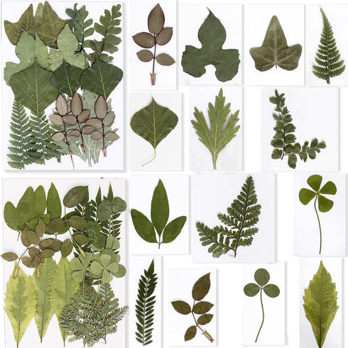 BIHRTC 100PCS Dried Pressed Flowers, Assorted Real Dried Leaves for Resin Scrapbooking DIY Candle Accessories