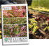 Prizehead Lettuce Seeds for Planting, 1000+ Heirloom Seeds Per Packet, (Isla's Garden