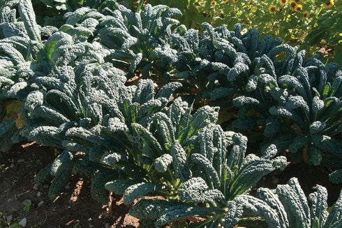 94% Gaea's Blessing Seeds - Lacinato Kale Seeds - Non-GMO Seeds with Easy to Follow Planting Instructions - Open