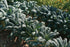 94% Gaea's Blessing Seeds - Lacinato Kale Seeds - Non-GMO Seeds with Easy to Follow Planting Instructions - Open