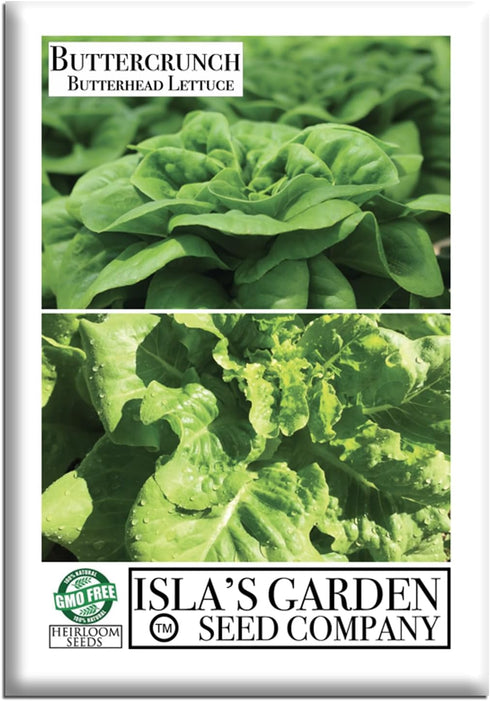 Buttercrunch Butterhead Lettuce Seeds for Planting 1000+ Non-GMO & Heirloom Seeds, Botanical