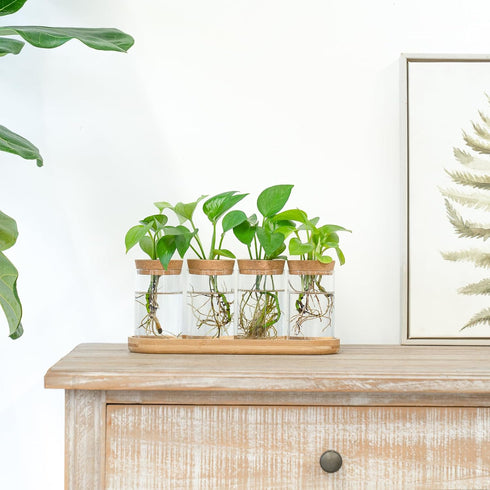 4 Dahey Plant Propagation Terrarium Desktop Glass Planter Station Water Planting Glass Vase with Lid and Wooden Stand