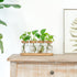 4 Dahey Plant Propagation Terrarium Desktop Glass Planter Station Water Planting Glass Vase with Lid and Wooden Stand