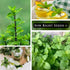 Packet (1) Sow Right Seeds - Mint Seeds for Planting - Non GMO Heirloom Perennial Herb for Indoor or Outdoor Planting