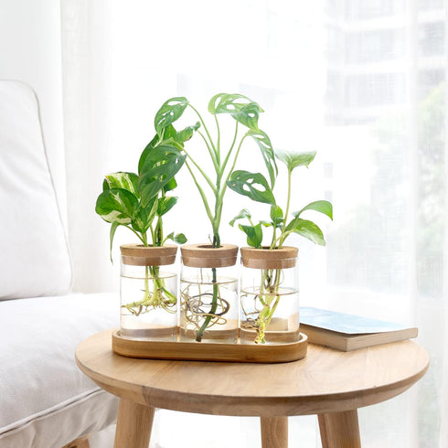 3 Dahey Plant Propagation Terrarium Desktop Glass Planter Station Water Planting Glass Vase with Lid and Wooden Stand