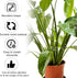 BOXOB 2pcs 2 Set Monstera Leaf Plant Support, Size Climbing Plant Stem Stand Hooks Ideal Monstera Stakes Grapple Pole