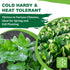 320+ TKE Farms & Gardens - Bloomsdale Spinach Seeds for Planting, Heirloom Non-GMO Seeds, Cold-Hardy & Long Standing