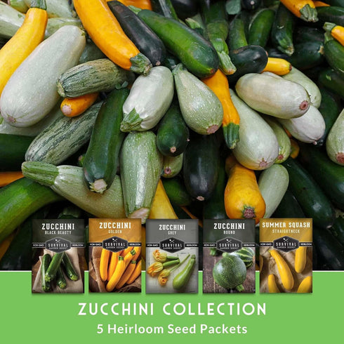 Summer Survival Garden Seeds Zucchini & Squash Collection Seed Vault - Non-GMO Heirloom Seeds for Planting Vegetables