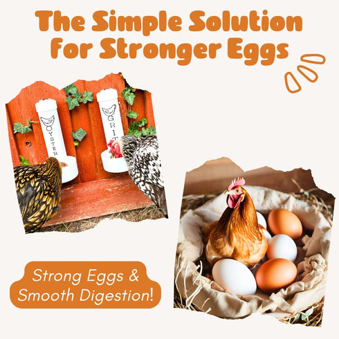 Revolutionary Chicken Chicken Oyster Shell Feeder and Grit Feeder Combo