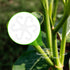 BOXOB 4pcs (4 Plant Stem Support, Plant Stem Holder with Holes Acrylic Plant Trellis Stakes Monstera Plant Stabilizer