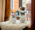 Fine Porcelain Dog and Cat Salt and Pepper Shakers Set, 3-3/8" H - 20781