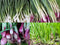 Liliana's Garden Bunching Onion Mix Bunching Onion Seeds Fast-Growing Bunching Onions Red, Long White,