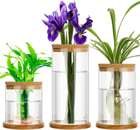 Maxcheck 3 Pcs 3 Sizes Plant Propagation Station Separated Glass Plant Terrarium