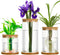 Maxcheck 3 Pcs 3 Sizes Plant Propagation Station Separated Glass Plant Terrarium