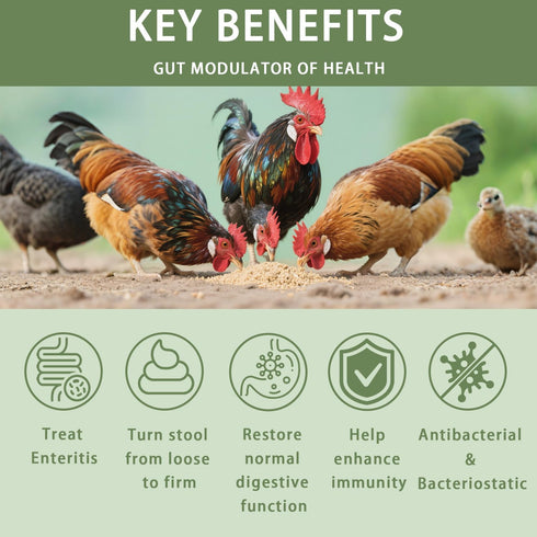 Goose,10 oz Chicken Gut Modulator of Health, Natural Formula Anti Diarrhea Modulator Powder for Chickens & Poultry