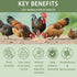 Goose,10 oz Chicken Gut Modulator of Health, Natural Formula Anti Diarrhea Modulator Powder for Chickens & Poultry
