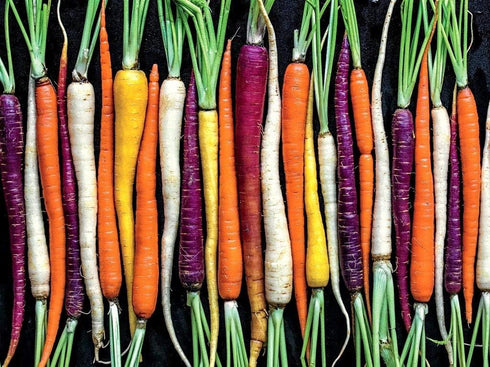 6 80 Carrot Mix of Colorful Varieties About Seeds for Planting