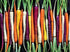 6 80 Carrot Mix of Colorful Varieties About Seeds for Planting
