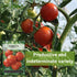 Packet (1) Sow Right Seeds - Rutgers Tomato Seeds for Planting - Non-GMO Heirloom with Instructions to Plant and Grow