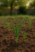 Loseedsoo Bulbs (6 Pack) Garlic for Planting Fresh Hardneck Seed Garlic, Non-GMO Heirloom Cloves for Growing or Cooking