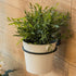 Maosen 6 Inch 6 Pack Plant Holder Ring Wall Mounted, Flower Pot Hangers Metal Plant Stand Hanging Bracket Basket Hooks