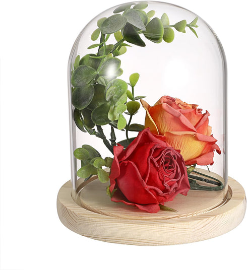 JUXYES Clear Glass Display Dome Cloche with Solid Wood Base, Transparent Dome Cloche