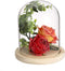 JUXYES Clear Glass Display Dome Cloche with Solid Wood Base, Transparent Dome Cloche