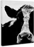 Cow Face Portrait Canvas Wall Art, 16 x 20, Designed By Lettered and Lined - Stupell Industries