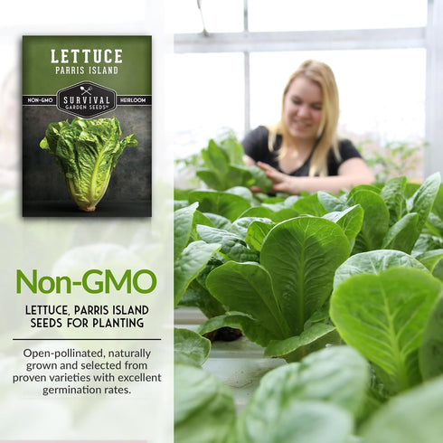 (1 Pack) Romaine Lettuce Seeds for Planting Parris Island Cos Heirloom Variety with Crisp, Tender Heads Heat Tolerant