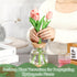 6 3 Beeveer Pcs Plants Propagation Station Separated Desktop Plant Terrarium with Wood Lid and Stand, Sizes Glass