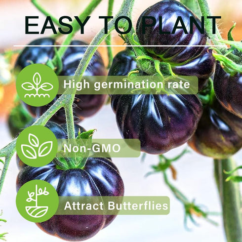 300+ Heirloom Purple Tomato Seeds - Non-GMO for Your Home Garden
