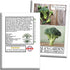 29 300+ Waltham Broccoli Seeds (Brassica oleracea) Heirloom Non-GMO Seeds by Islas Garden Seeds, Classic Cool-Season