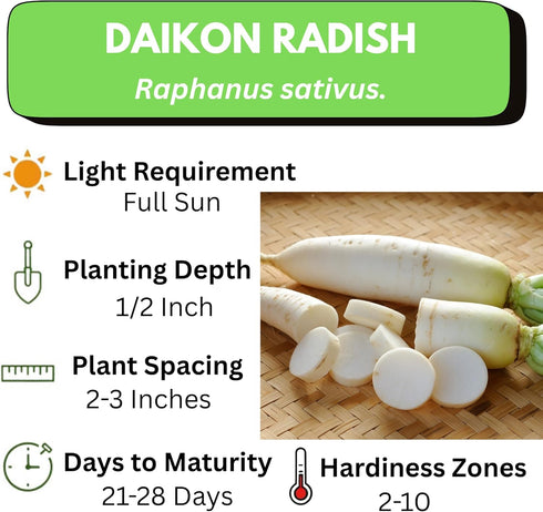 Axel's Garden Seeds Packets 100 Pack (5) Radish Seeds for Planting Non-GMO Heirloom Organic Vegetable Seeds Full