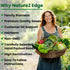 4 NatureZ Edge Lettuce Seeds for Planting, Popular Varieties Non-GMO Heirloom Seeds, Red Romaine, Bibb Butter, Black