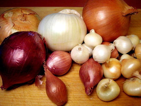 200 Multicolor Onion Seed Mx for Planting About Seeds