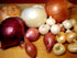 200 Multicolor Onion Seed Mx for Planting About Seeds