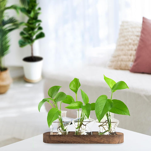 ohohFLOWER Plant Propagation Stations, Plant Lover Gift, Star Shaped Glass Vase with Wooden Stand for Propagating