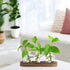 ohohFLOWER Plant Propagation Stations, Plant Lover Gift, Star Shaped Glass Vase with Wooden Stand for Propagating