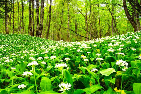 40 Wild Garlic Ramsons Buckrams Wild Onion Non-GMO Seeds for Planting