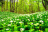 40 Wild Garlic Ramsons Buckrams Wild Onion Non-GMO Seeds for Planting