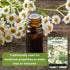 Packet (1) Sow Right Seeds - Feverfew Seeds for Planting - Non-GMO Heirloom with Instructions to Plant an Outdoor