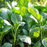 dearbridal Broccoli-1000 Alboglabra, Chinese Seeds, Kai Lan, Gai Lan, Brassica Open Pollinated