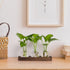 Decor(3 YIBOT Propagation Stations,Plant Propagation Vase,Desk Plant Terrarium with Retro Wooden Stand,Plant Lover