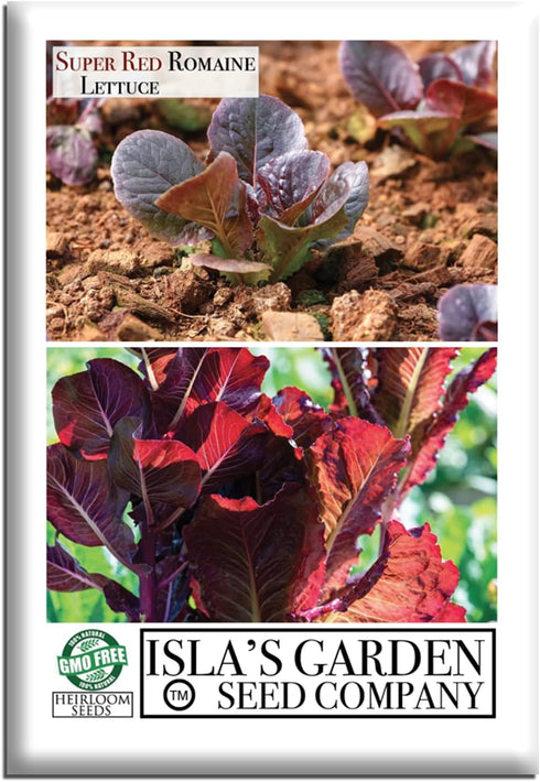 Super Red Romaine Lettuce Seeds (Lactuca sativa) 1,000+ Non-GMO Heirloom Seeds by